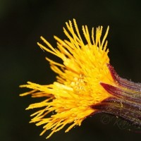 Gynura lycopersicifolia DC.